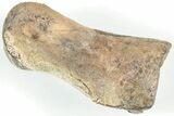 Ornithomimid (Struthiomimus) Toe Bone - Montana #207046-1
